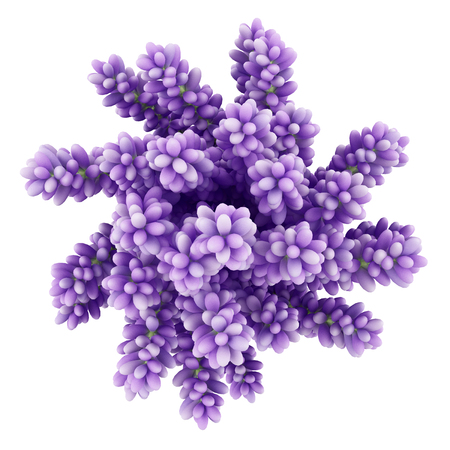 top view of purple lupine flowers in vase isolated on white background. 3d illustrationの写真素材