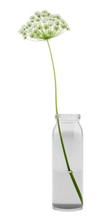 wild carrot flower in jar isolated on white background. 3d illustrationの写真素材
