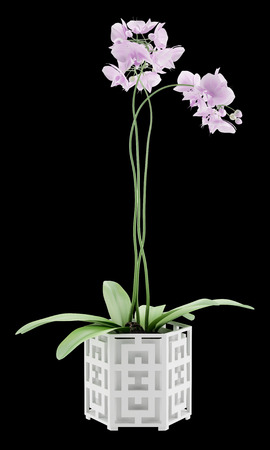 orchid flowers in pot isolated on black backgroundの写真素材