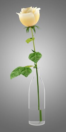 orange rose in glass vase isolated on gray backgroundの写真素材