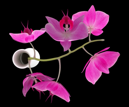 top view of orchid flowers in vase isolated on black background. 3d illustrationの写真素材