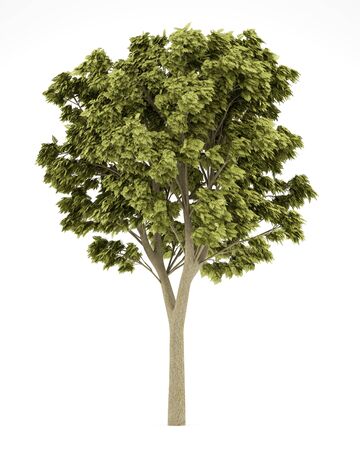 white ash tree isolated on white background. 3d illustrationの写真素材