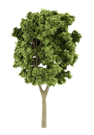 white ash tree isolated on white background. 3d illustrationの写真素材