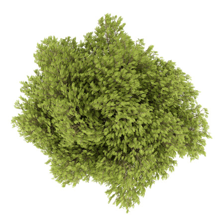 top view of honey locust tree isolated on white background. 3d illustrationの写真素材