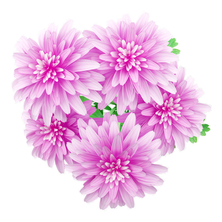 top view of pink chrysanthemum flower isolated on white background. 3d illustrationの写真素材