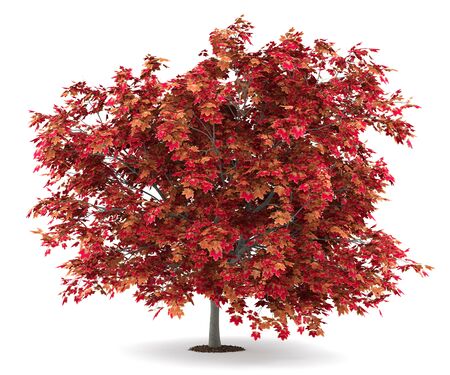 japanese maple tree isolated on white background. 3d illustrationの写真素材