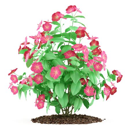 red hibiscus flowers isolated on white background. 3d illustrationの写真素材