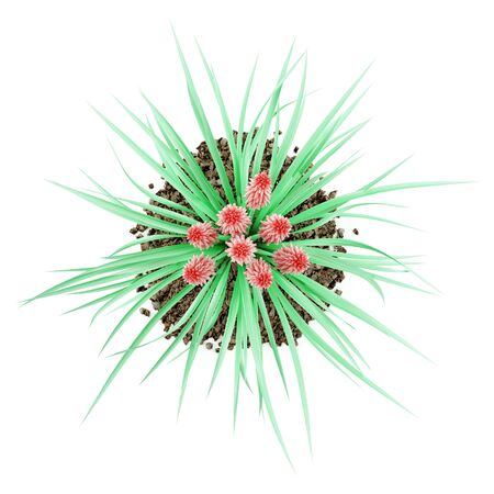 top view of kniphofia plant isolated on white background. 3d illustrationの写真素材