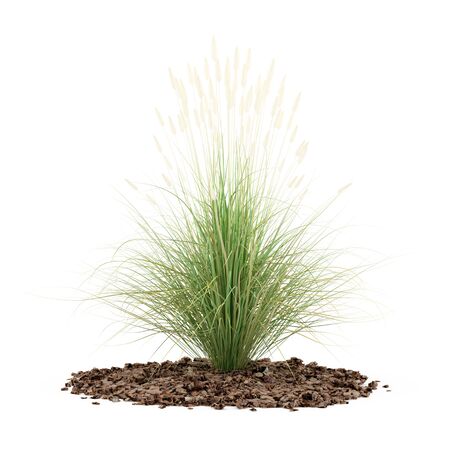 ornamental grass plant isolated on white background. 3d illustrationの写真素材