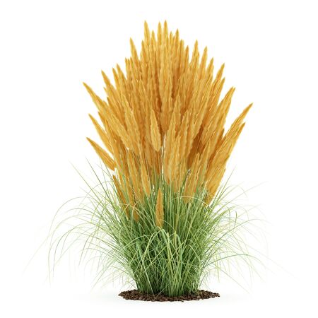 ornamental grass plant isolated on white background. 3d illustrationの写真素材