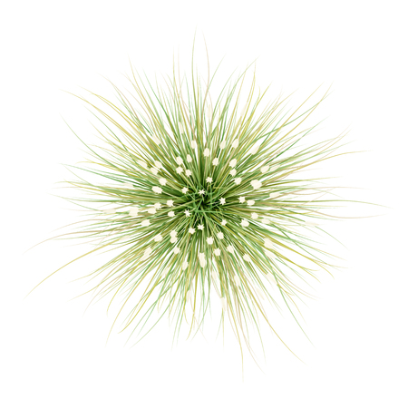 top view of ornamental grass plant isolated on white background. 3d illustrationの写真素材