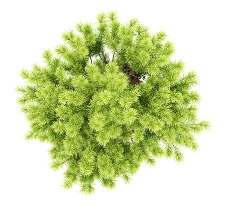 top view of pine shrub plant isolated on white background. 3d illustrationの写真素材