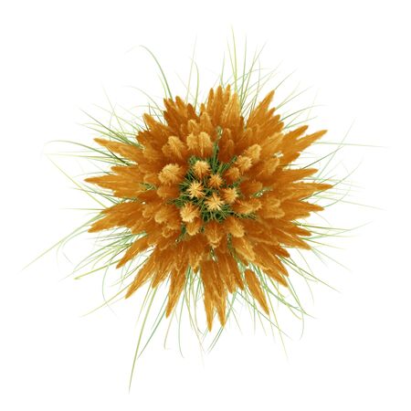 top view of ornamental grass plant isolated on white background. 3d illustrationの写真素材