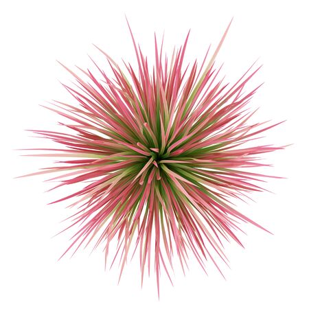 top view of ornamental grass plant isolated on white background. 3d illustrationの写真素材