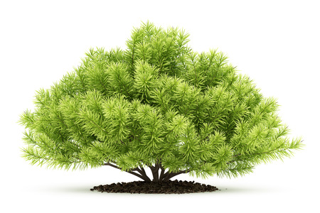 pine shrub plant isolated on white background. 3d illustrationの写真素材