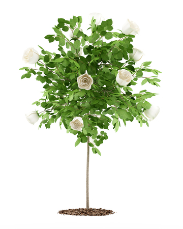 white rose tree plant isolated on white background. 3d illustrationの写真素材