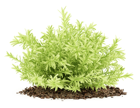 thin leaves sedum plant isolated on white background. 3d illustrationの写真素材