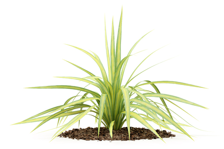 yellow yucca plant isolated on white background. 3d illustrationの写真素材