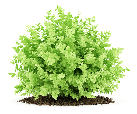 small boxwood plant isolated on white background. 3d illustrationの写真素材