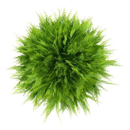 top view of thuja plant isolated on white background. 3d illustration