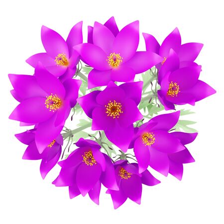 top view of pasque flowers isolated on white background. 3d illustrationの写真素材