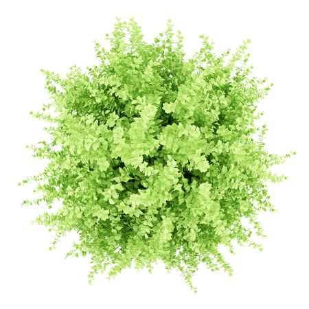 top view of large boxwood plant isolated on white background. 3d illustrationの写真素材