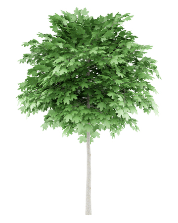 norway maple tree isolated on white background. 3d illustrationの写真素材