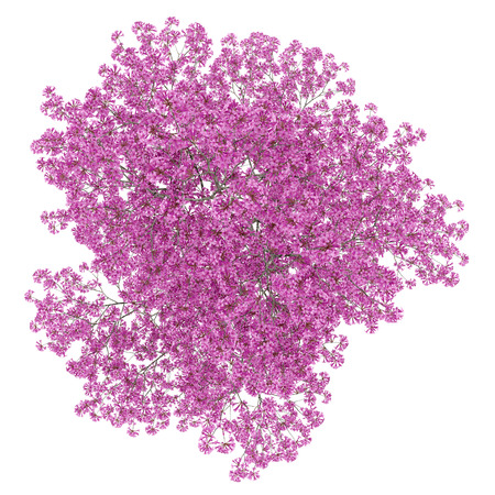 top view of red lapacho tree isolated on white background. 3d illustrationの写真素材
