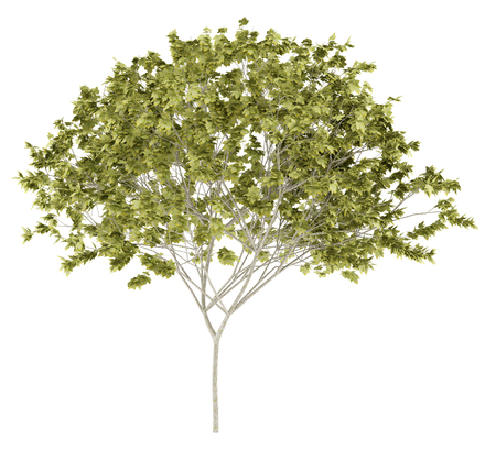 Norway maple tree isolated on white background. 3d illustrationの写真素材