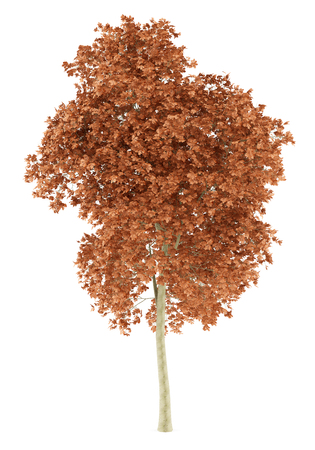 red oak tree isolated on white background. 3d illustrationの写真素材