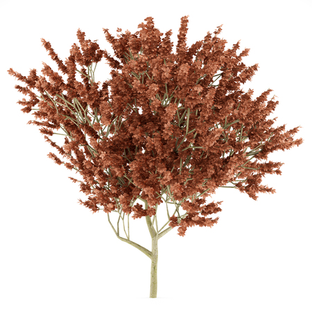 red oak tree isolated on white background. 3d illustrationの写真素材