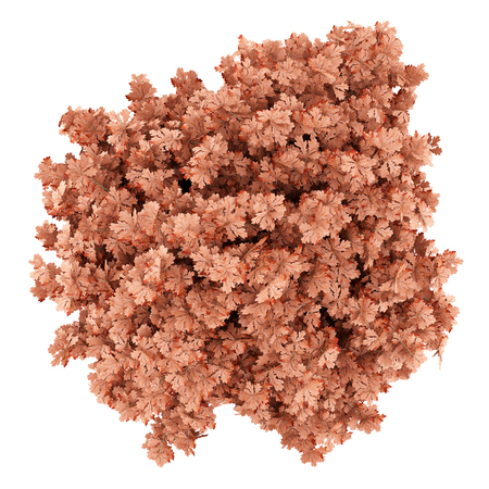 top view of red oak tree isolated on white background. 3d illustrationの写真素材