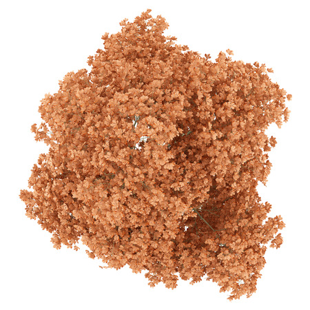 top view of red oak tree isolated on white background. 3d illustrationの写真素材