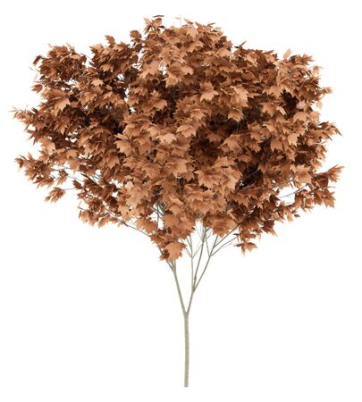 red maple tree isolated on white background. 3d illustrationの写真素材