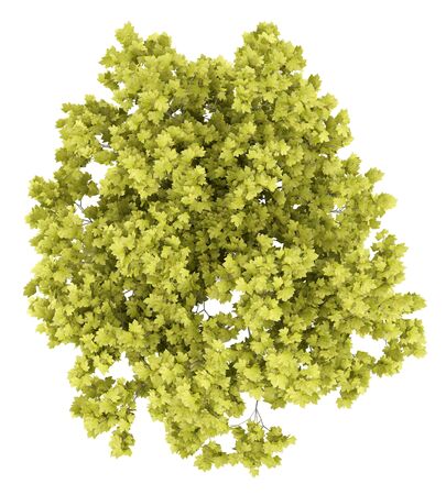 top view of norway maple tree isolated on white background. 3d illustrationの写真素材