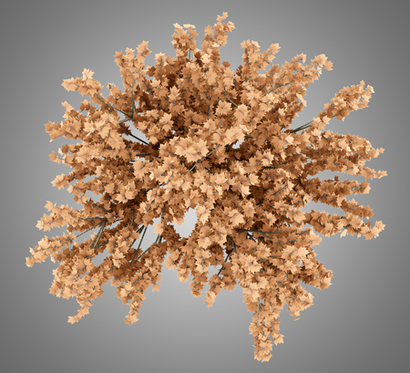 top view of red maple tree isolated on gray background. 3d illustrationの写真素材