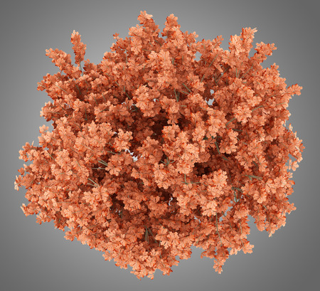 top view of red oak tree isolated on gray background. 3d illustrationの写真素材