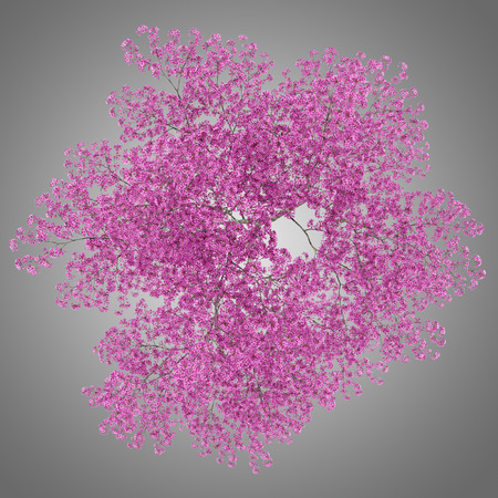top view of red lapacho tree isolated on gray background. 3d illustrationの写真素材