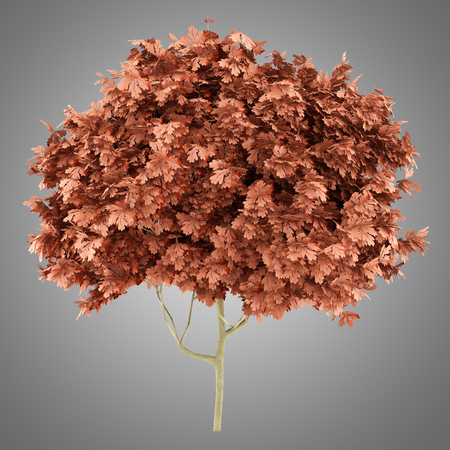 red oak tree isolated on gray background. 3d illustrationの写真素材