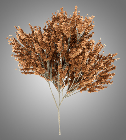 red maple tree isolated on gray background. 3d illustrationの写真素材