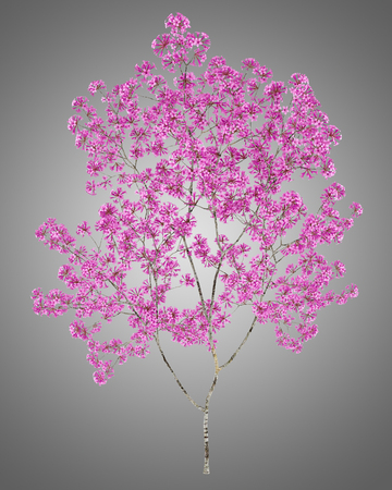 red lapacho tree isolated on gray background. 3d illustrationの写真素材
