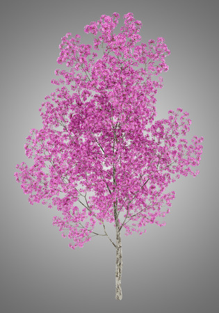 red lapacho tree isolated on gray background. 3d illustrationの写真素材
