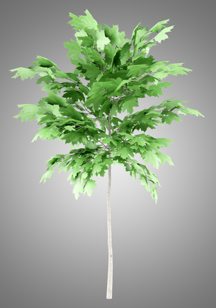 norway maple tree isolated on gray background. 3d illustrationの写真素材
