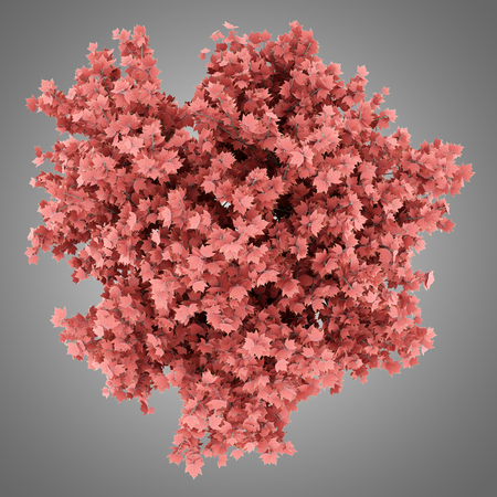 top view of red maple tree isolated on gray background. 3d illustrationの写真素材
