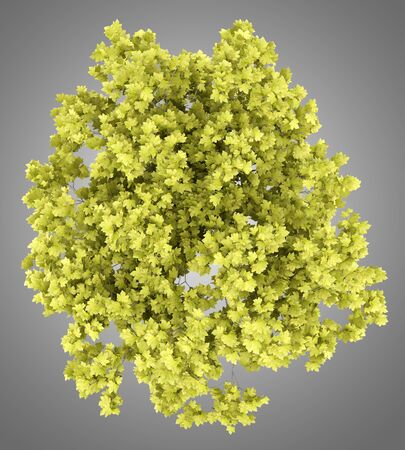 top view of norway maple tree isolated on gray background. 3d illustrationの写真素材