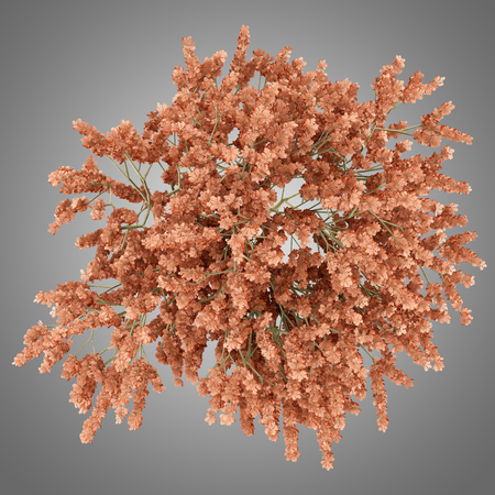top view of red oak tree isolated on gray background. 3d illustrationの写真素材