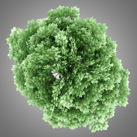 top view of norway maple tree isolated on gray background. 3d illustrationの写真素材