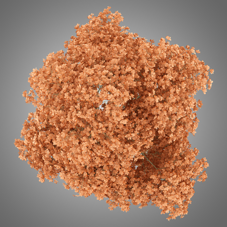 top view of red oak tree isolated on gray background. 3d illustrationの写真素材