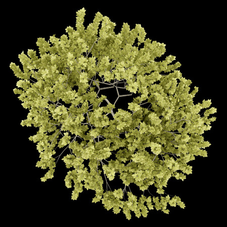 top view of norway maple tree isolated on black background. 3d illustrationの写真素材