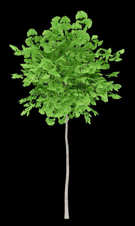 ginkgo tree isolated on black background. 3d illustrationの写真素材